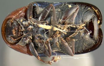 Media type: image; Entomology 20029   Aspect: habitus ventral view